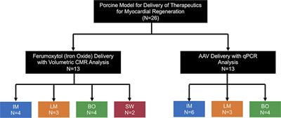 Targeted Delivery for Cardiac Regeneration: Comparison of Intra-coronary Infusion and Intra-myocardial Injection in Porcine Hearts